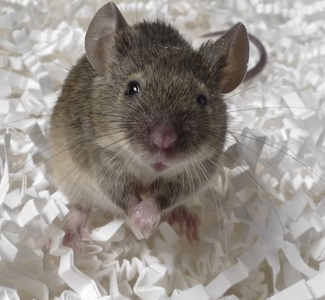 Mouse on shredded paper